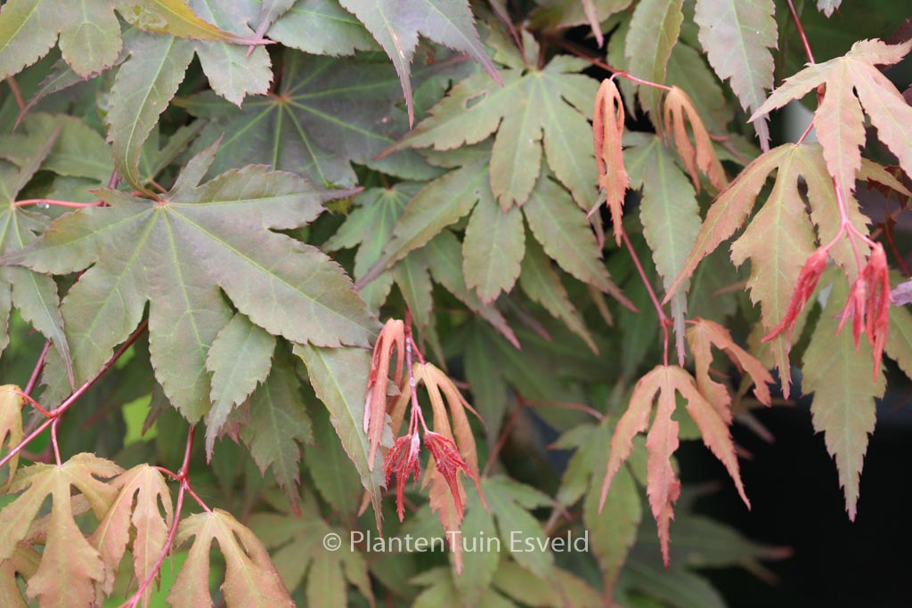 Acer palmatum 'Daiji-sen'