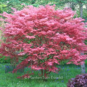 Acer palmatum 'De-shohjoh'