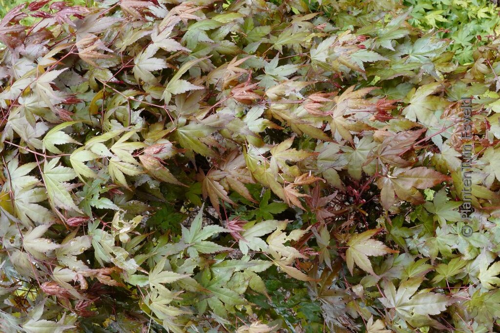 Acer palmatum 'De-shohjoh-nishiki'