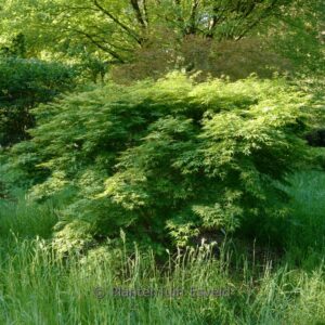 Acer palmatum 'Diana'