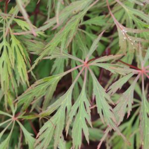 Acer palmatum 'Diana's Gem'