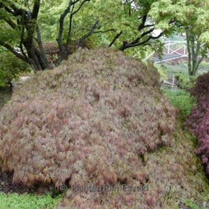 Acer palmatum 'Dissectum Rubrifolium'