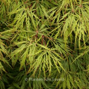 Acer palmatum 'Dissectum Rubrum'