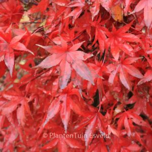 Acer palmatum 'Dr. Tilt'