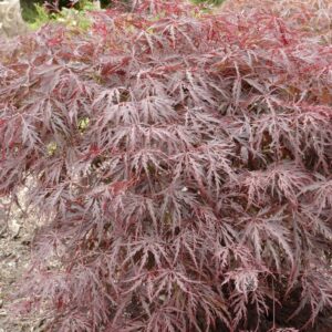 Acer palmatum 'Ebony'