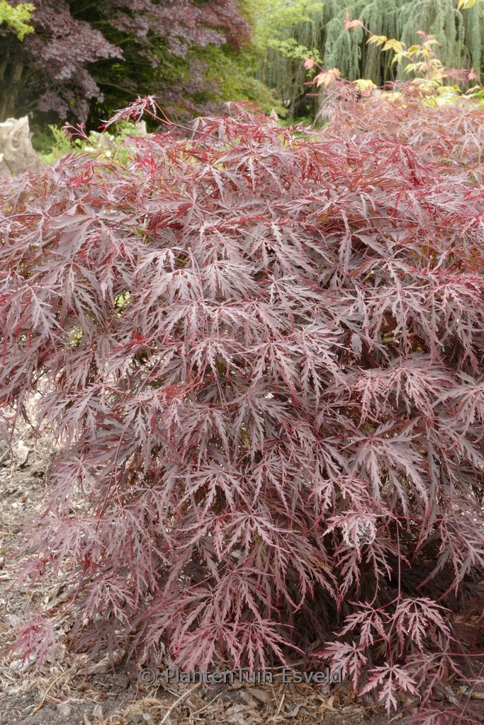Acer palmatum 'Ebony'
