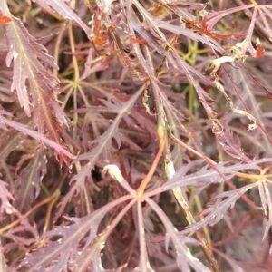 Acer palmatum 'Edgewood'