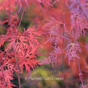 Acer palmatum 'Emerald Lace'