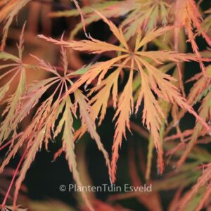 Acer palmatum 'Emma'