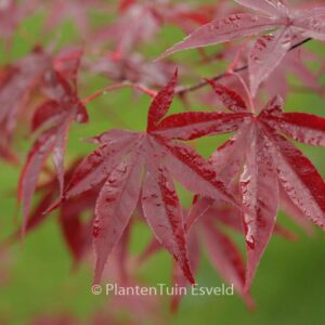 Acer palmatum 'Emperor I'