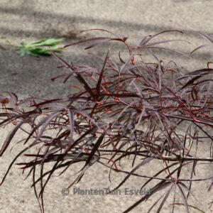 Acer palmatum 'Aekan-Les'