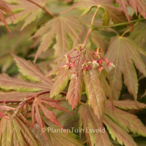 Acer palmatum 'Ever Autumn'