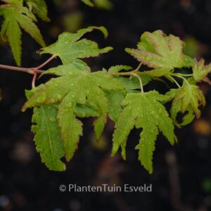 Acer palmatum 'Fall Red Tips'