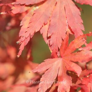 Acer palmatum 'Fallfire'