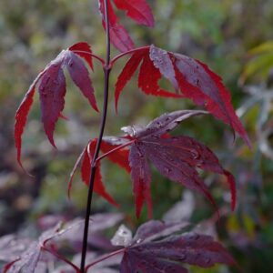 Acer palmatum 'Fayes Burgundy'