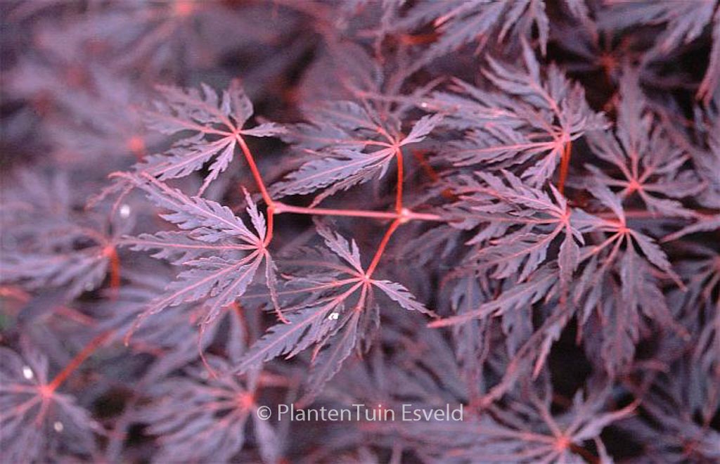 Acer palmatum 'Firecracker'