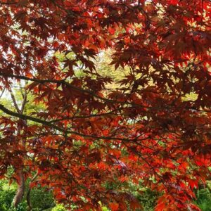 Acer palmatum 'Fireglow'