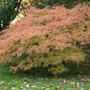 Acer palmatum 'Dissectum Flavescens'
