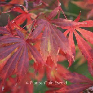 Acer palmatum 'Fudekage'