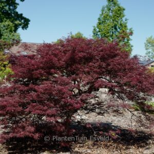 Acer palmatum 'Garnet Tower'