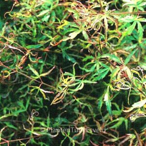 Acer palmatum 'Garyū'