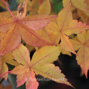 Acer palmatum 'Gasshoh'