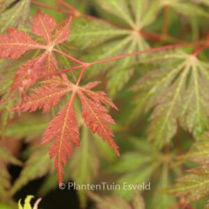 Acer palmatum 'Gene's Dissectum'