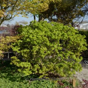Acer palmatum 'Globosum'