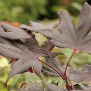 Acer palmatum 'Glowing Embers'