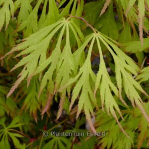 Acer palmatum 'Golden Glow'