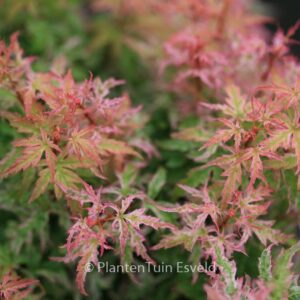Acer palmatum 'Goshiki-kotohime'