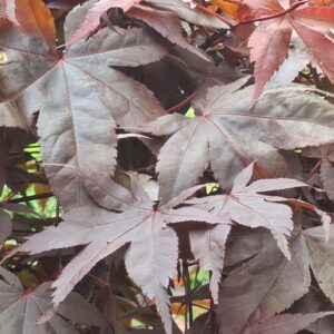 Acer palmatum 'Goten-nomura'