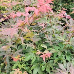 Acer palmatum 'Green Giant'