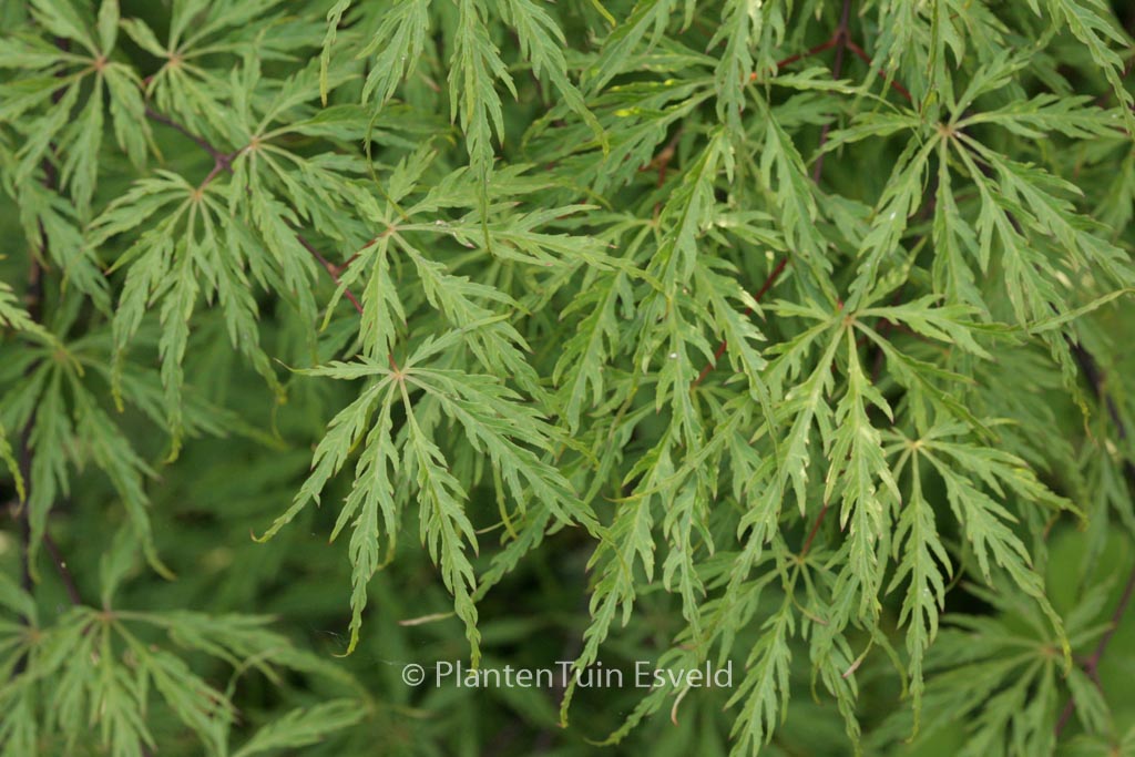 Acer palmatum 'Green Hornet'