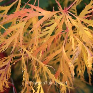 Acer palmatum 'Green Lace'