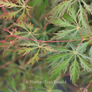 Acer palmatum 'Green Weeper'
