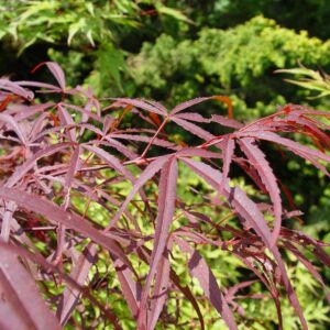 Acer palmatum 'Greenthumb North-Carolina Red'