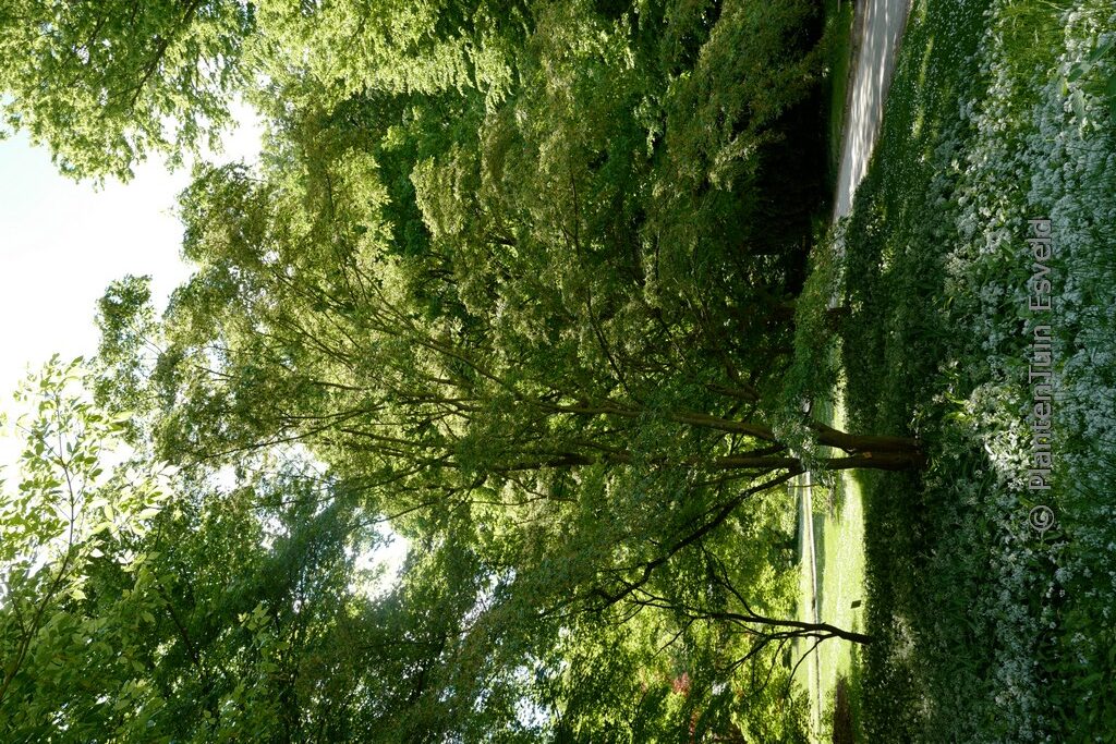 Acer palmatum 'Hagoromo' - Image 2