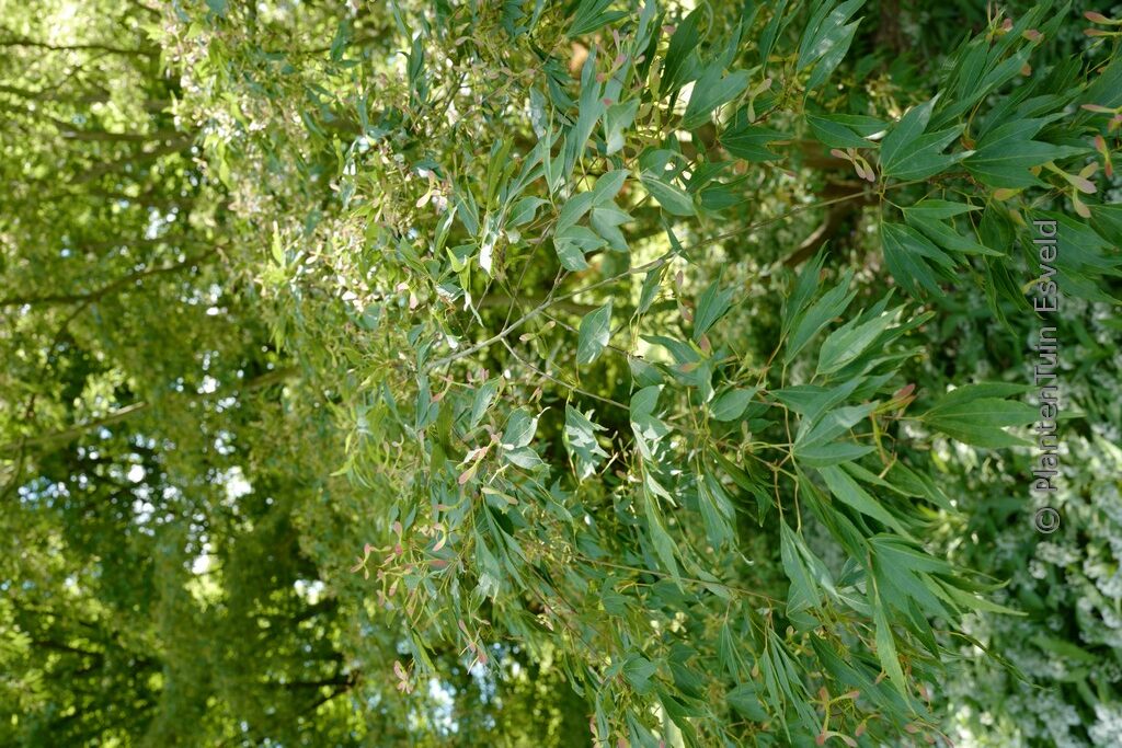 Acer palmatum 'Hagoromo' - Image 3