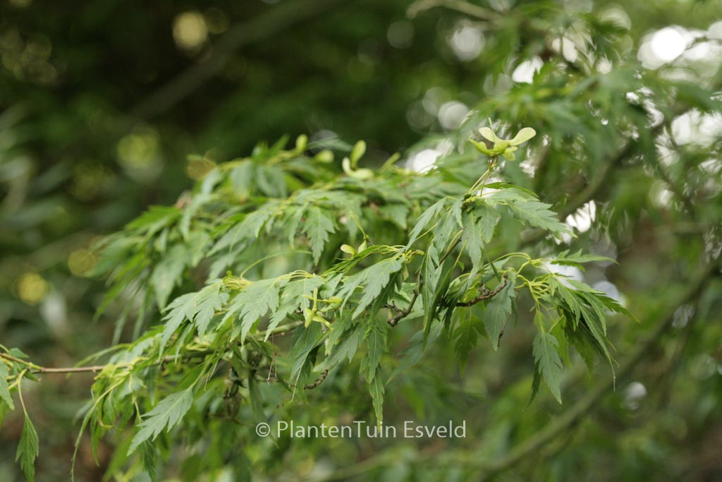 Acer palmatum 'Hagoromo' - Image 4