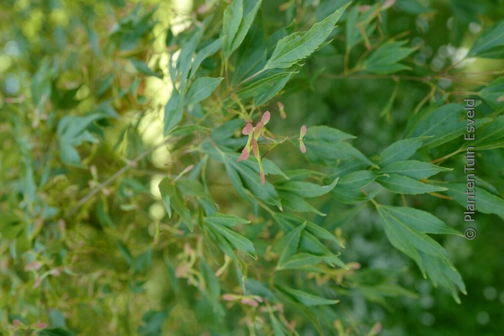 Acer palmatum 'Hagoromo' - Image 5