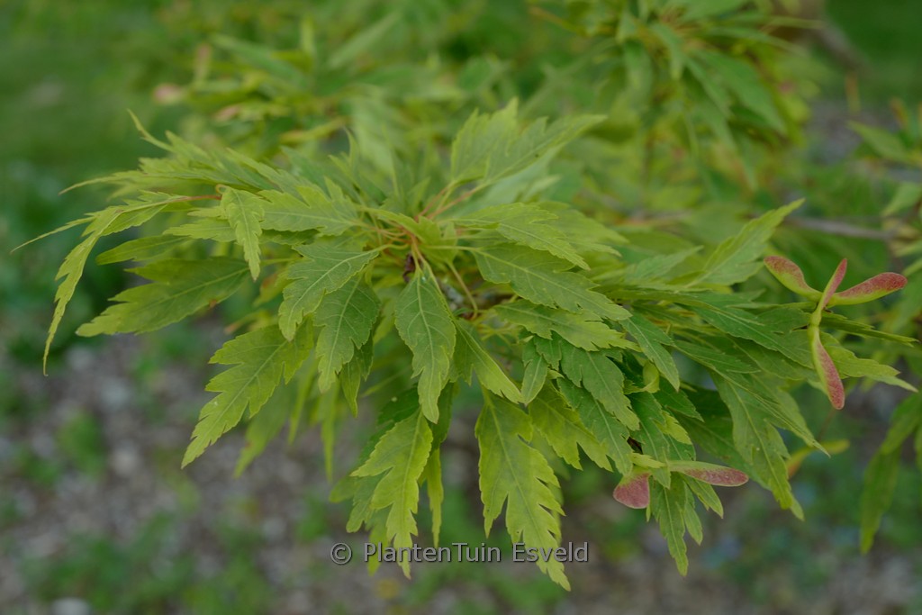 Acer palmatum 'Hagoromo' - Image 6