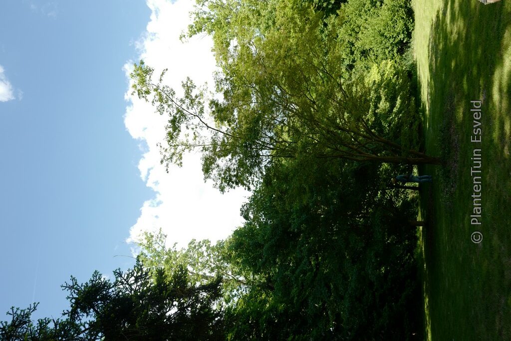 Acer palmatum 'Hagoromo' - Image 7