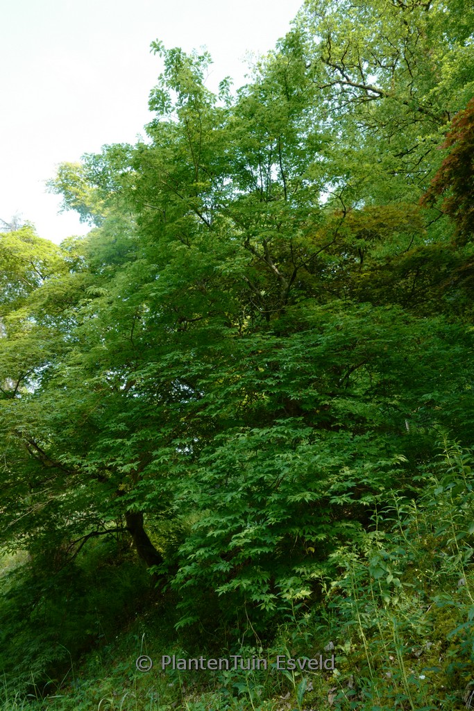 Acer palmatum 'Hagoromo' - Image 8