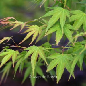 Acer palmatum 'Haibara'