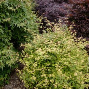 Acer palmatum 'Hanami-nishiki'