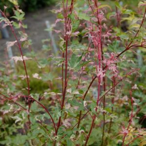 Acer palmatum 'Harold's Pink & White'