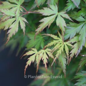 Acer palmatum 'Harusame'