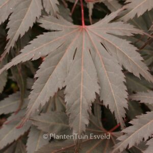 Acer palmatum 'Hatsu-se'