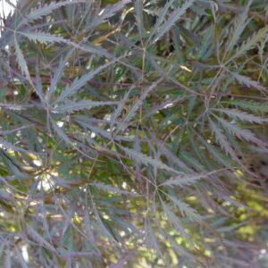 Acer palmatum 'Heartbeat'